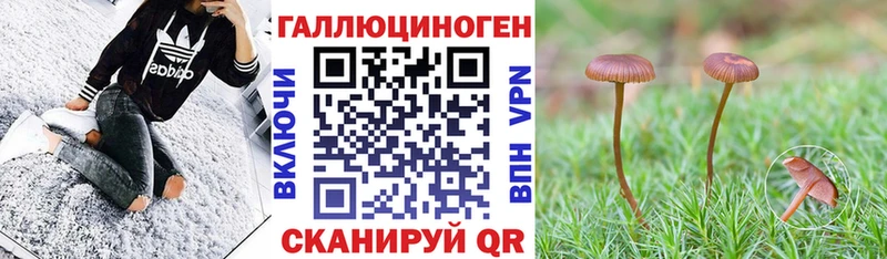 где купить наркоту  ОМГ ОМГ зеркало  Псилоцибиновые грибы Psilocybe  Дигора 
